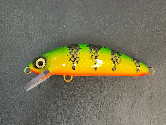 Ambiguous Perch - Orange Belly - 6SC