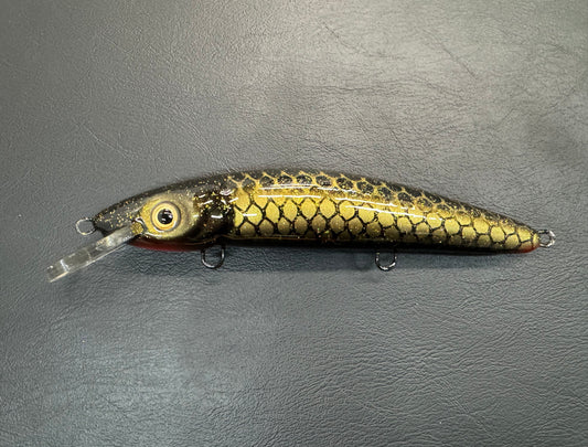 Black & Gold - Black Belly - 9CP