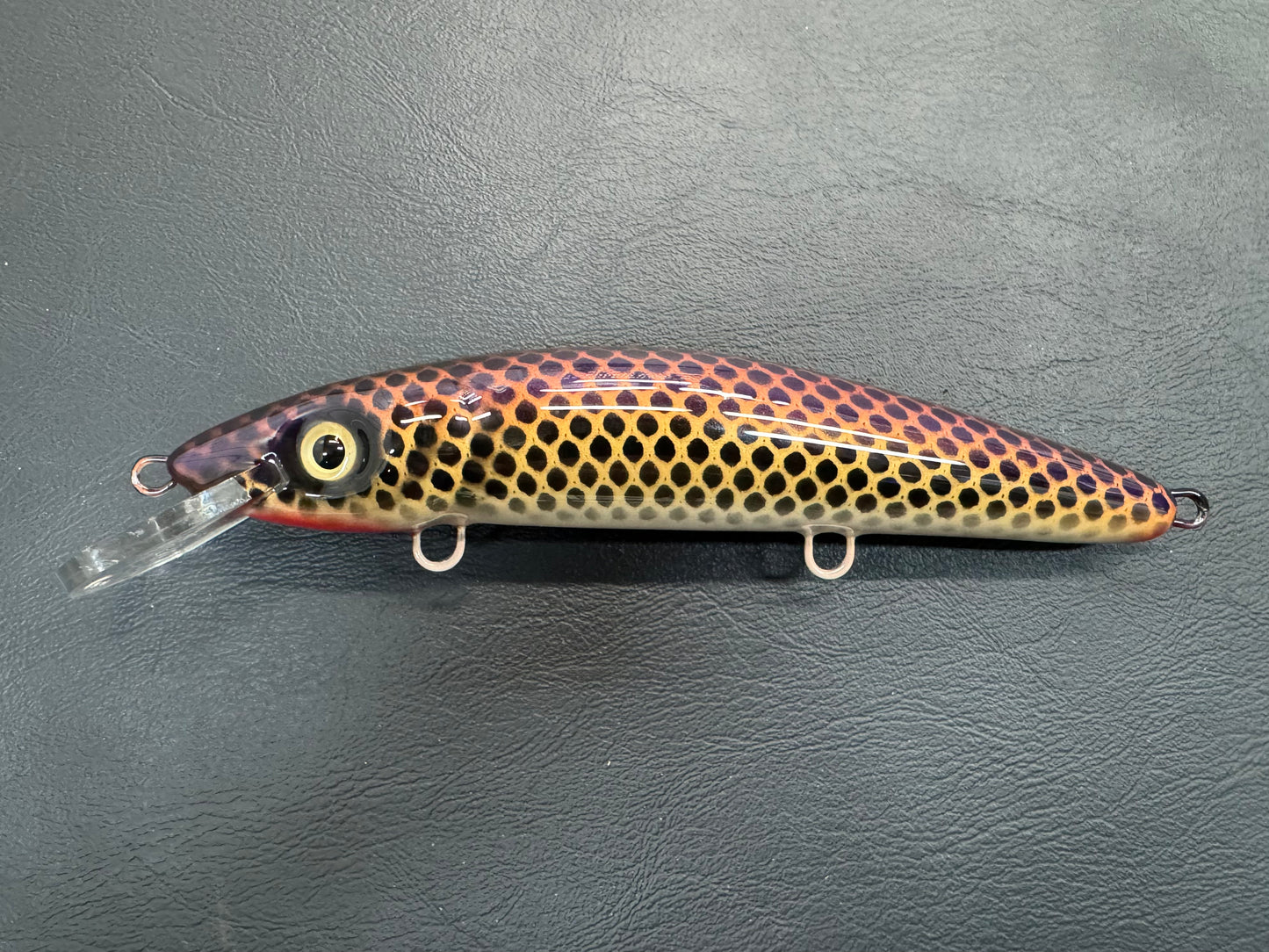 Lake Chub - Pearl Belly - 9CP