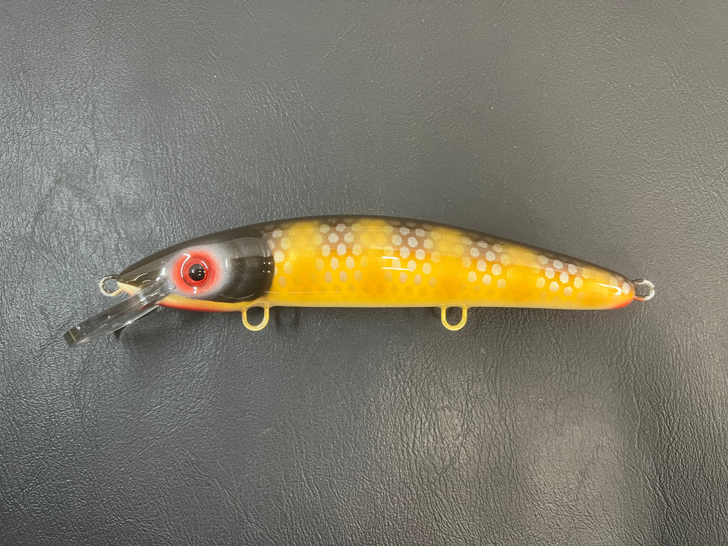 Mud Puppy - Cream Belly - 9CP