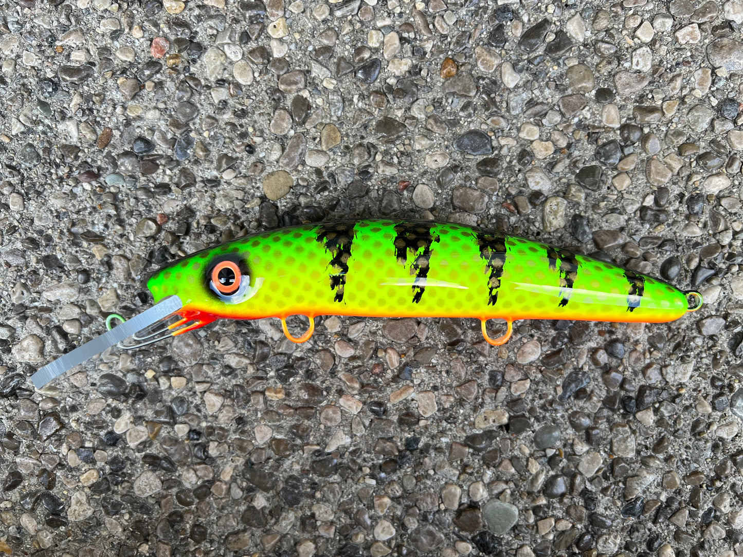 Hot Perch - Orange Belly - 9H