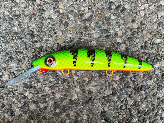 Hot Perch - Orange Belly - 9H