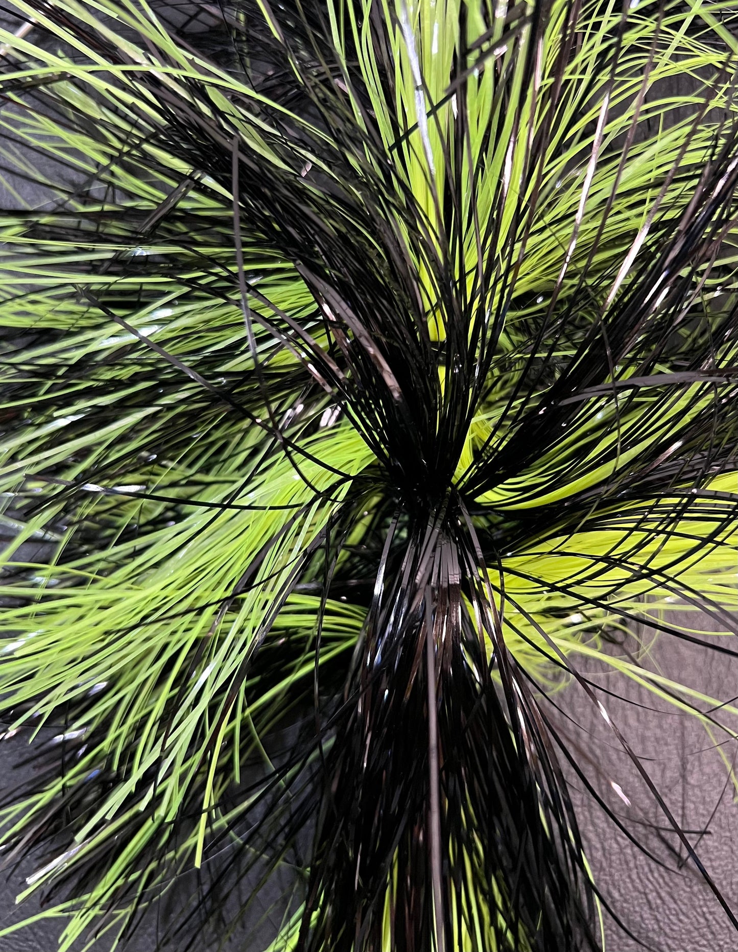 Bay Perch (Bright) - SS9