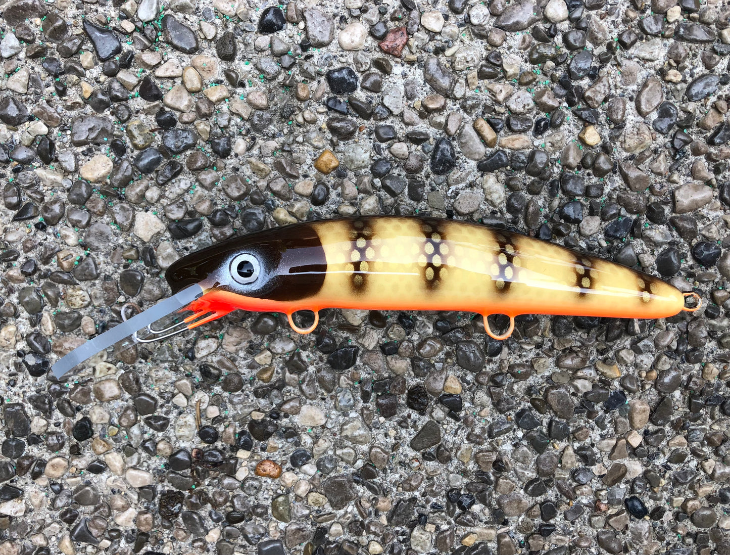 St. Lawrence Walleye - Orange Belly - 9H