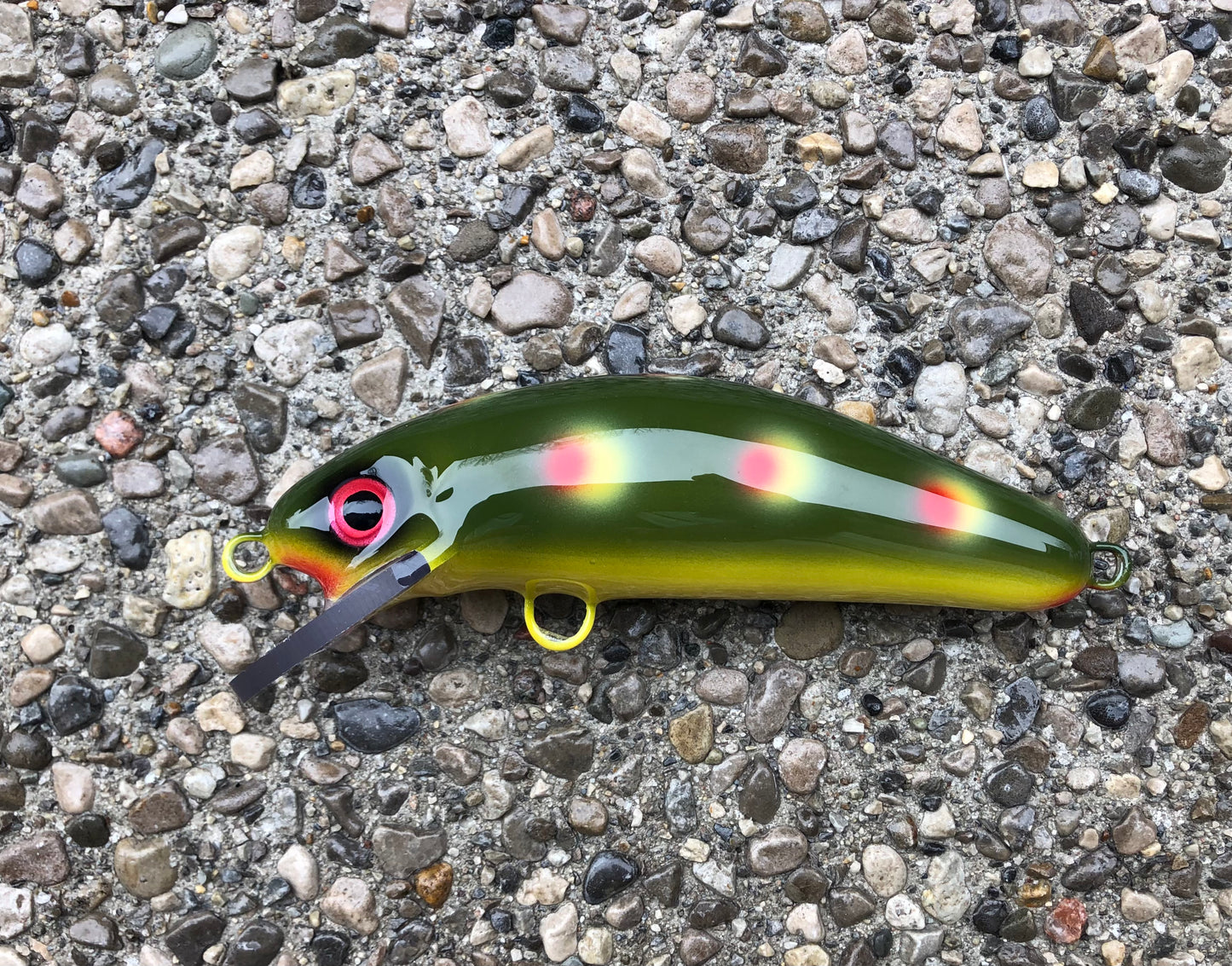 Olive Frog (Red Spot) - Yellow Belly - 6SC