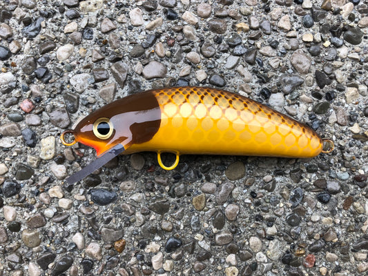 Carp - Yellow Belly - 6SC