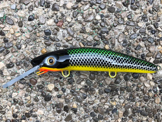 Roach - Yellow Belly - 9H