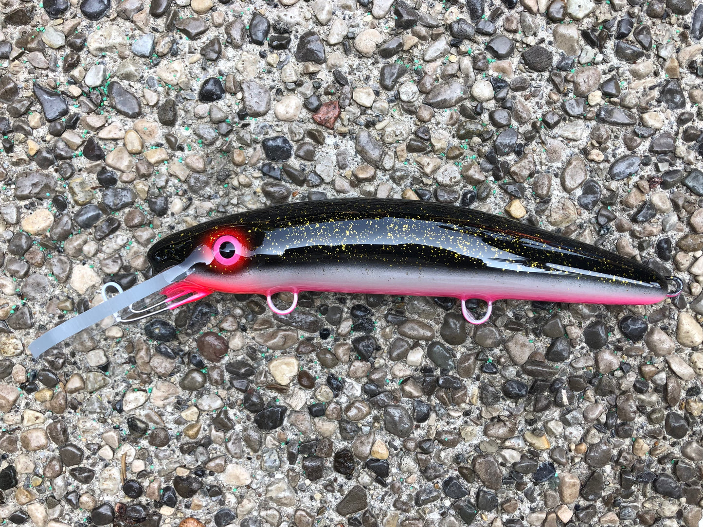 Night Shiner - Pink Belly - 9H