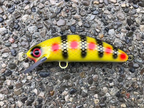 Special Perch - White Belly - 6SC