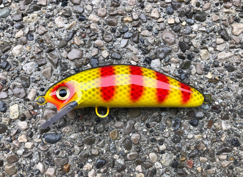 Cobra Red Bar Perch - Yellow Belly - 6SC