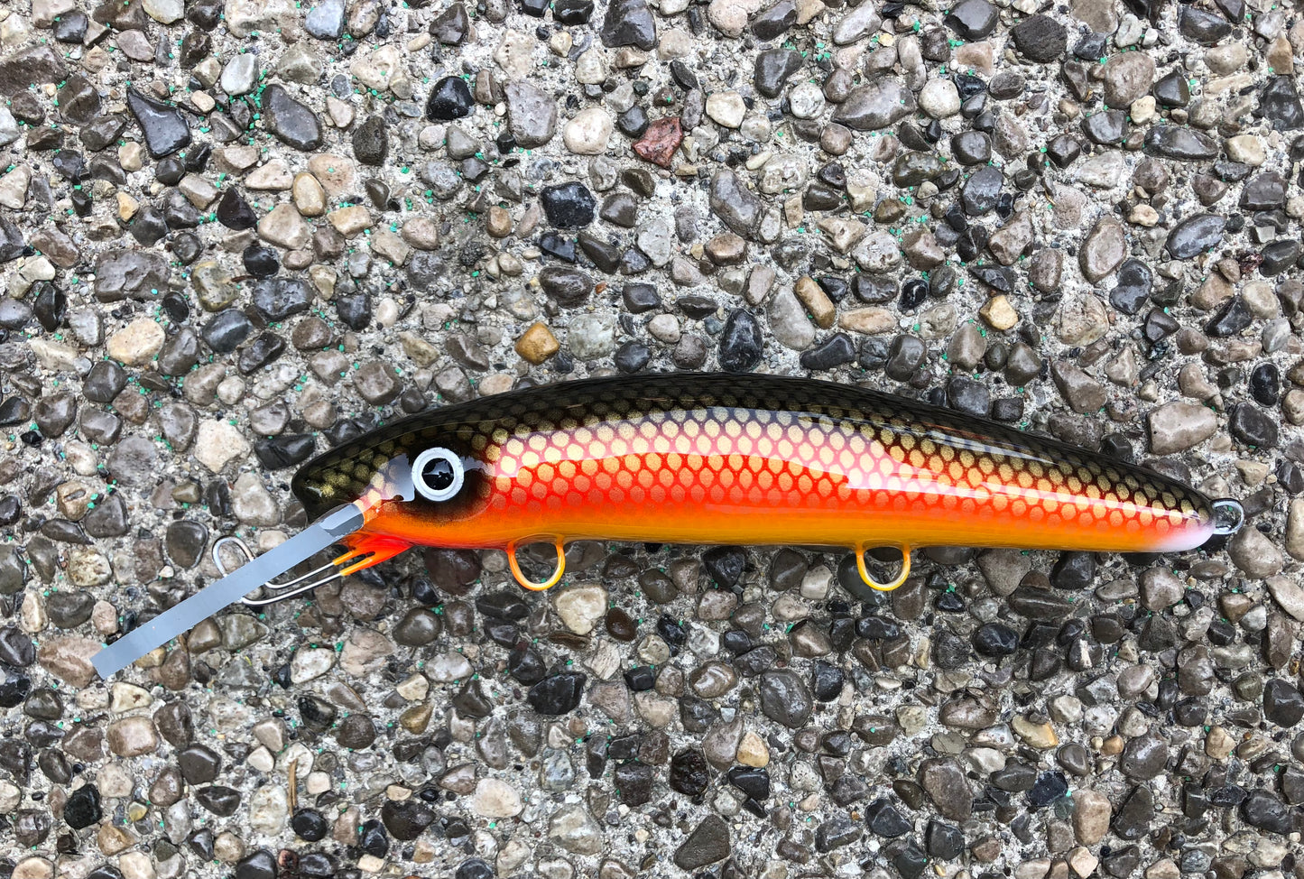 Rock Carp - Yellow Belly - 9H