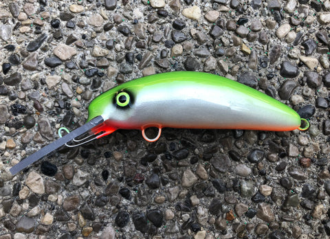 High Back Shiner - Orange Belly - 6FH
