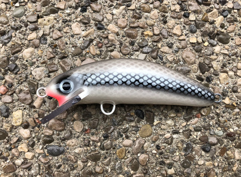 Silver Shiner - Pearl Belly - 6SC
