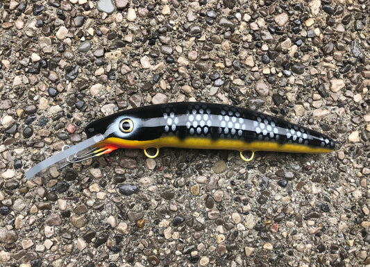 Silver Sucker - Yellow Belly - 9H