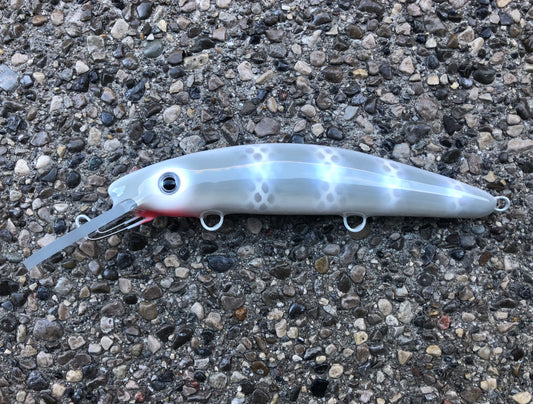 Snow Cisco - White Belly - 9H