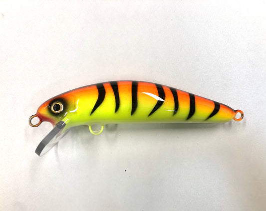 Orange Tiger - White Belly