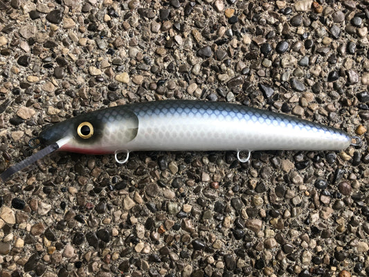Hennepin Cisco - White Belly - 12C