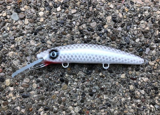 Shiner - White Belly - 9H