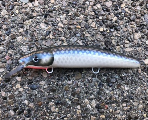 Hennepin Cisco - Pearl Belly - 9C