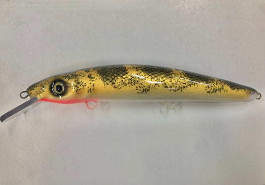 Gold Walleye - White Belly - 12C