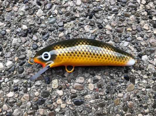 Double Nickel Walleye - Orange Belly - 6SC