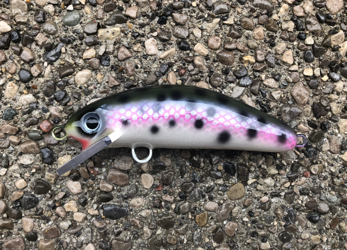 Rainbow Trout - Pearl Belly - 6SC