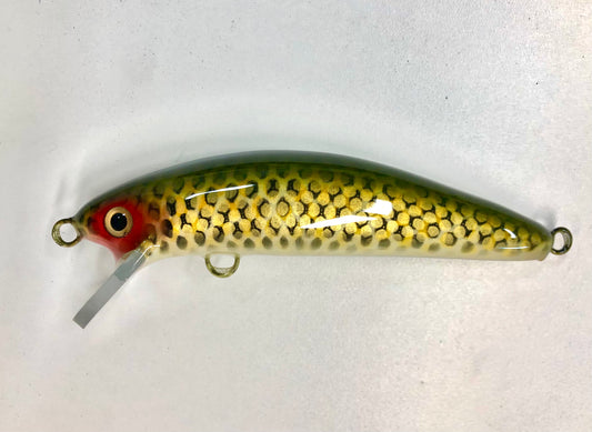 St. Lawrence - Cream Belly - 6SW