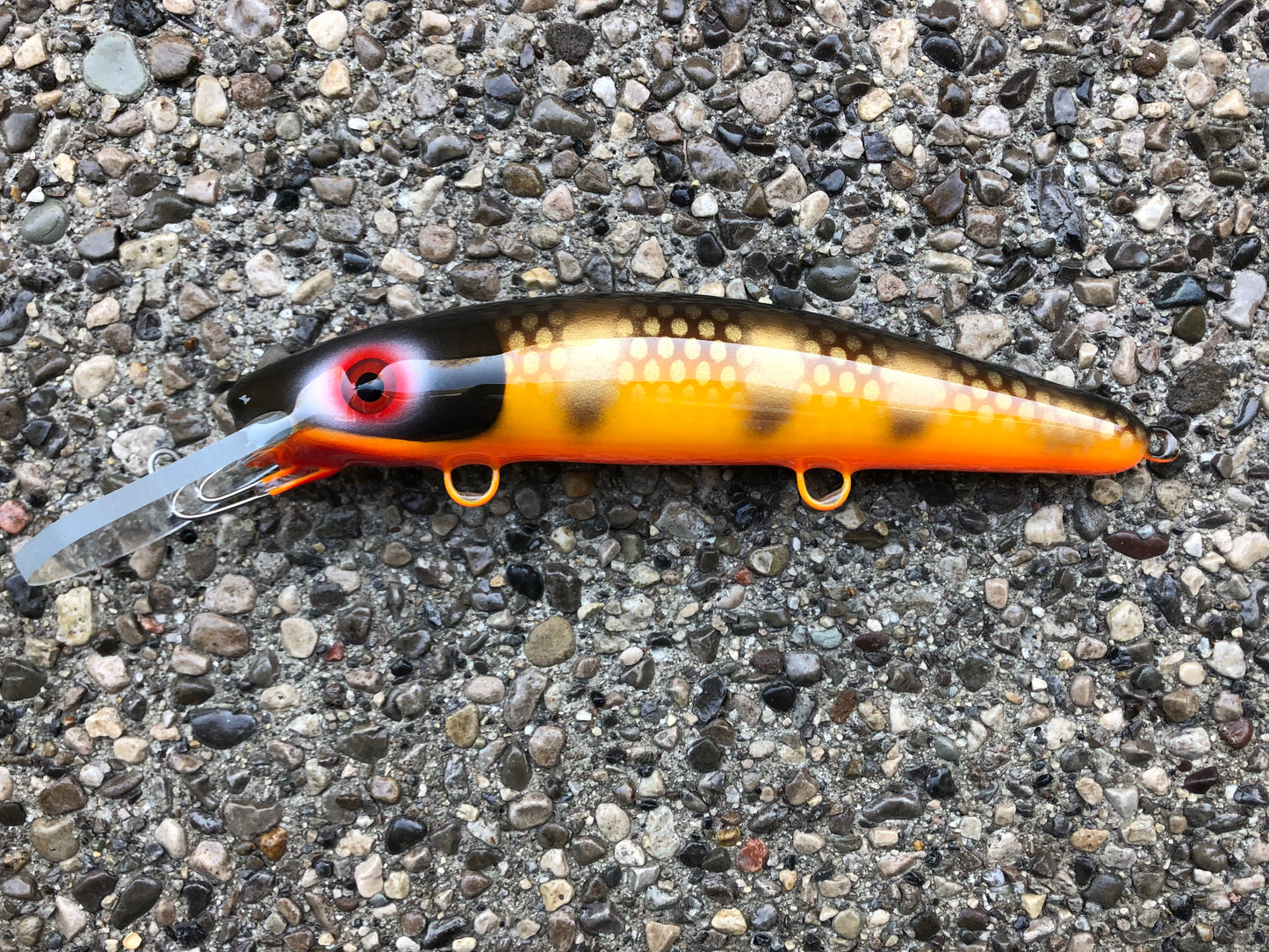 Mud Puppy - Orange Belly - 9H