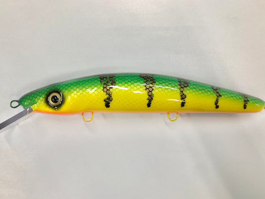 Ambiguous Perch - Orange Belly - 12C