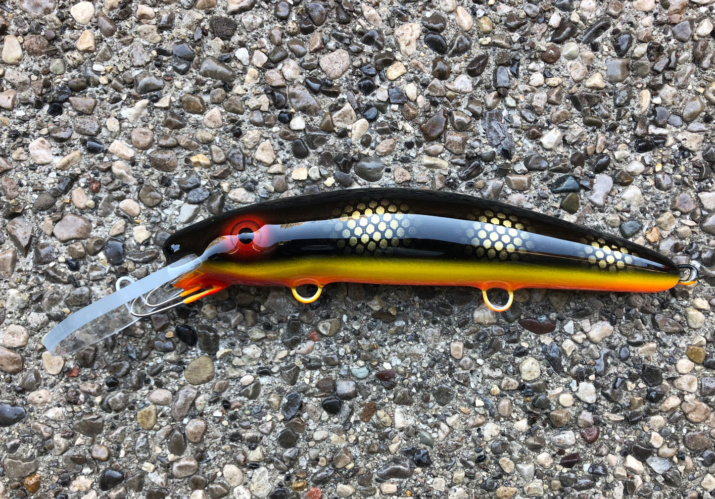 Black Perch - Orange Belly - 9H