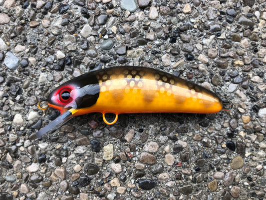 Mud Puppy - Orange Belly - 6SC