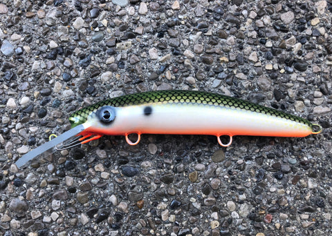 Tennessee Shad - Orange Belly - 9H