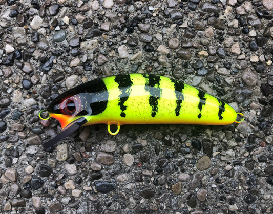 Chartreuse Perch - Orange Belly - 6SC