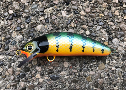 Michigan Perch - Orange Belly - 6SC