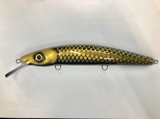 Black & Gold Shiner - Black Belly - 12C