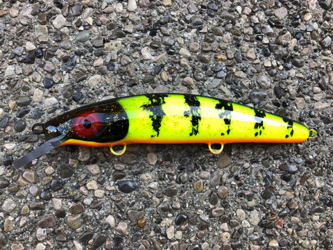 Chartreuse Perch - Orange Belly - 9C