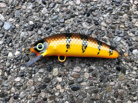 Brown Perch - Orange Belly - 6SC