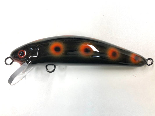 Night Frog - Black Belly