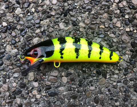 Chartreuse Perch - Orange Belly - 6FC
