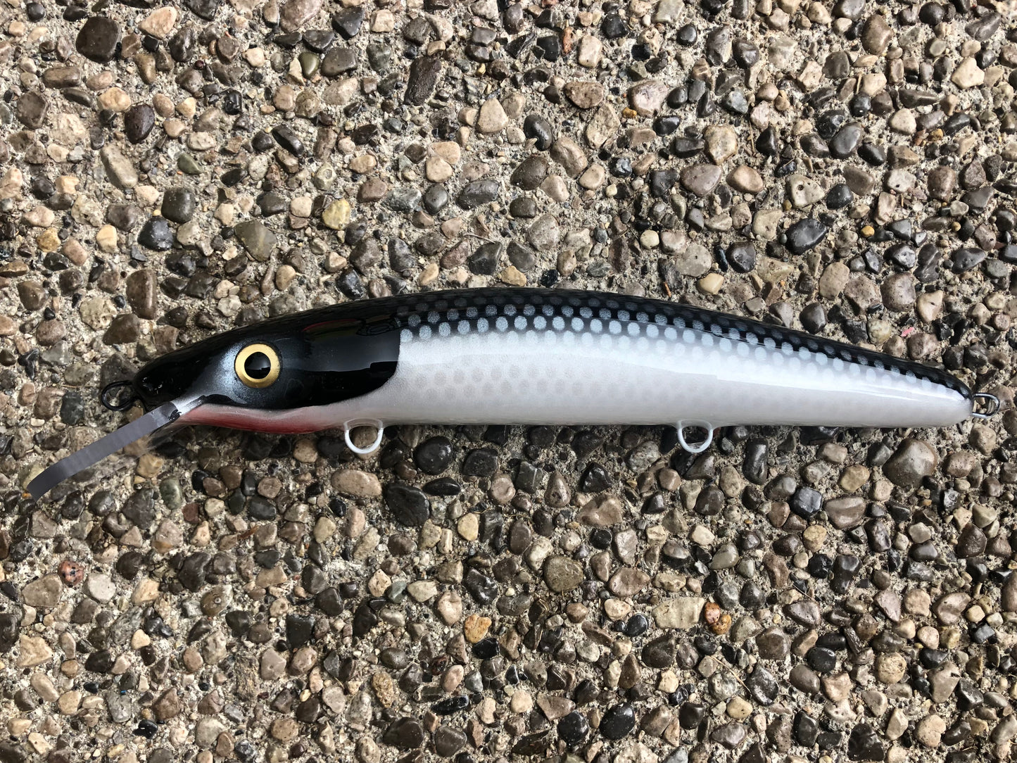 58” Cisco - White Belly - 12C