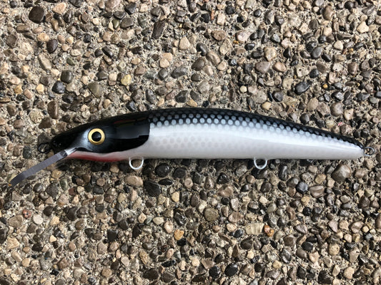 58” Cisco - White Belly - 12C