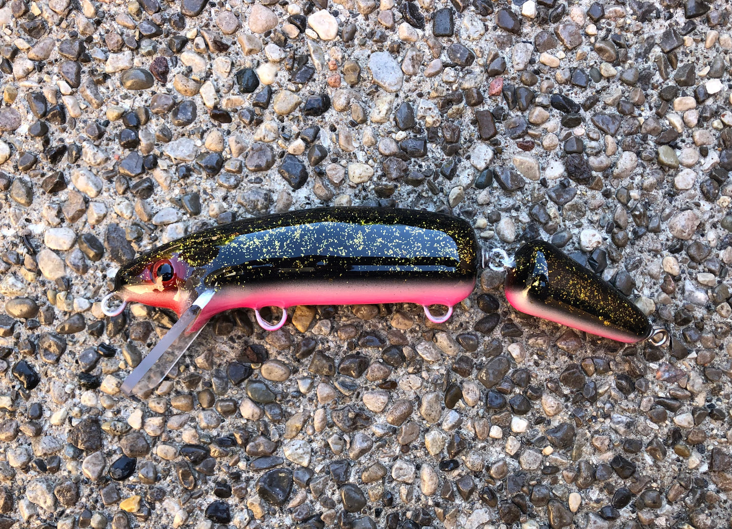 Night Shiner - Pink Belly - 9JS