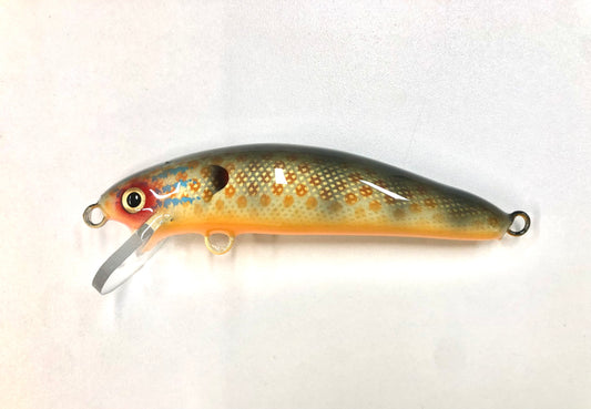 Pumpkinseed - Orange Belly