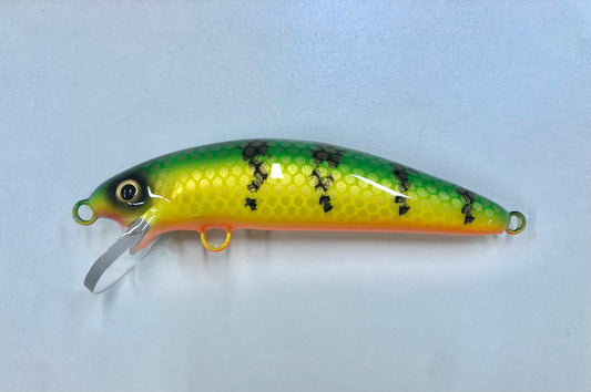 Ambiguous Perch - Orange Belly