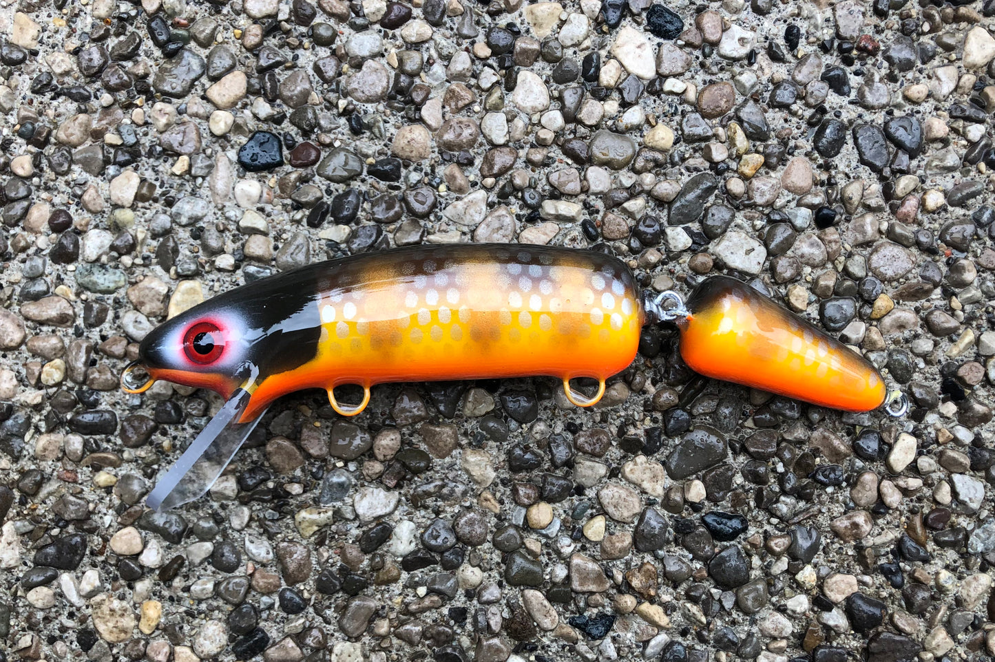 Mud Puppy - Orange Belly - 9JS