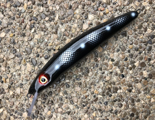 Imposter Perch - Black Belly - 12C