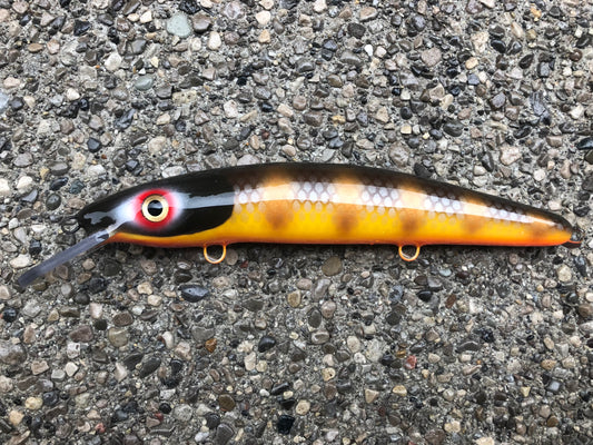 Mud Puppy - Orange Belly - 12C