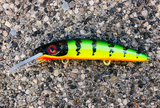 Glitter Perch - Orange Belly - 9H
