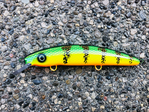 Ambiguous Perch - Orange Belly - 9C