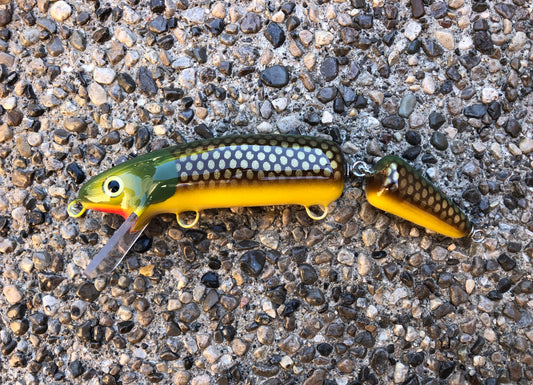 Lawton - Pearl Belly - 9JS